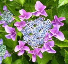 中心に細かい水色の花が集まり、周りに紫色の大きな花で囲まれたあじさいの花の写真