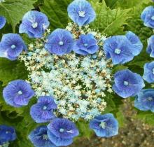 薄く水色がかった小さな花の周りに濃い青の大きな花が咲いているあじさいの写真