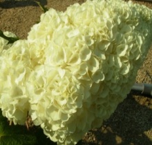 白い花がたくさん集まり、こんもりした特徴のあるあじさいの写真