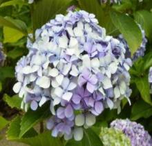 白や薄紫に色づいているあじさいの花の写真