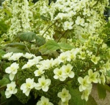 白色の小さな花が集まって満開になっているあじさいの写真
