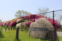 堺市水道事業発祥之地と書かれた石碑の奥にピンクや白の花を付けた並んでいる写真
